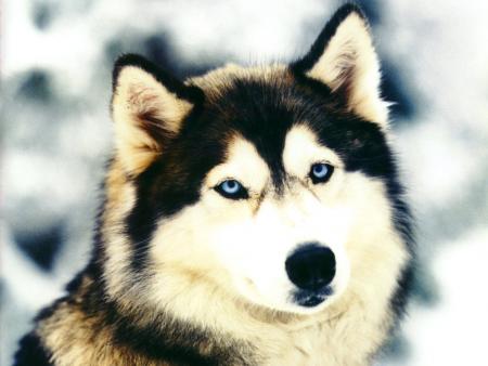 LE LOUP